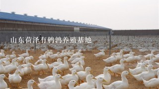 山东荷泽有鹌鹑养殖基地