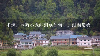 求解：养殖小龙虾到底如何。湖南常德