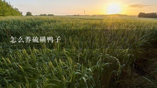 怎么养硫磺鸭子