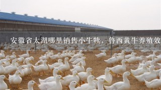 安徽省太湖哪里销售小牛犊，鲁西黄牛养殖效益分析