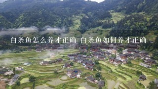 白条鱼怎么养才正确 白条鱼如何养才正确