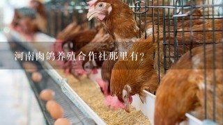 河南肉鸽养殖合作社那里有？