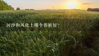 河沙和风化土哪个养桩好？