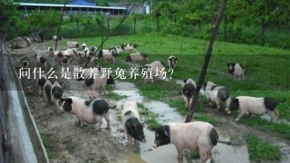 问什么是散养野兔养殖场？