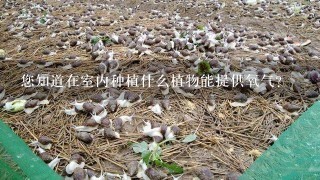 您知道在室内种植什么植物能提供氧气？