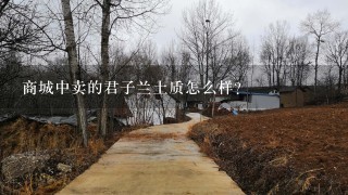 商城中卖的君子兰土质怎么样