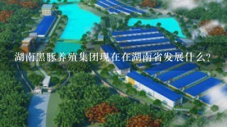 湖南黑豚养殖集团现在在湖南省发展什么