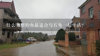 什么类型的鱼最适合与石龟一起生活