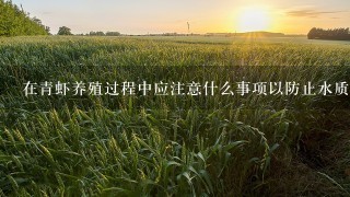 在青虾养殖过程中应注意什么事项以防止水质的波动