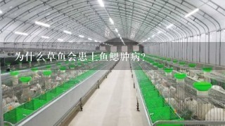 为什么草鱼会患上鱼鳃肿病