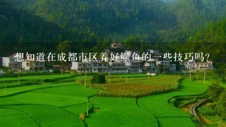 想知道在成都市区养好鳜鱼的一些技巧吗