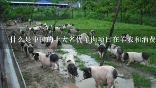 什么是中国的十大名优羊肉项目在羊农和消费者之间扮演怎样的角色