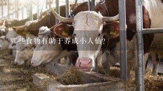 哪些食物有助于养成小人仙