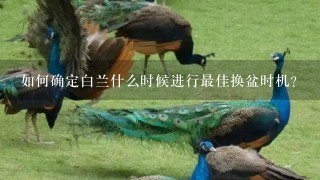 如何确定白兰什么时候进行最佳换盆时机