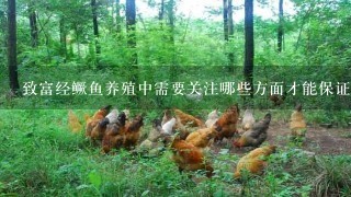 致富经鳜鱼养殖中需要关注哪些方面才能保证良水质和水质条件没有任何污染产生