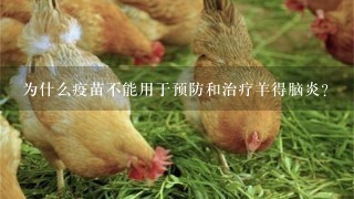 为什么疫苗不能用于预防和治疗羊得脑炎