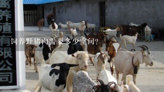 饲养野猪肉需要多少空间