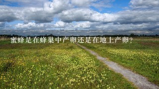 蜜蜂是在蜂巢中产卵还是在地上产卵