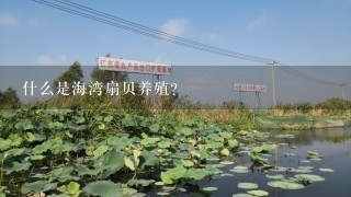 什么是海湾扇贝养殖