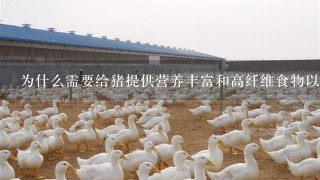 为什么需要给猪提供营养丰富和高纤维食物以缓解便秘的问题