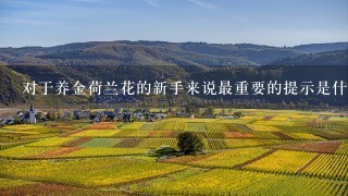 对于养金荷兰花的新手来说最重要的提示是什么