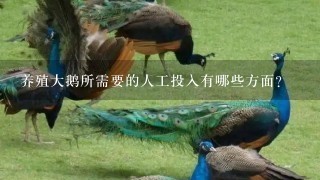 养殖大鹅所需要的人工投入有哪些方面