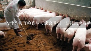 为什么花卉的香味可能会吸引一些昆虫或者动物来觅食或繁殖后代