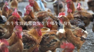 黄牛发情通常会发生于哪个月份