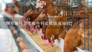 饲养斑马需要哪些特定技能或知识