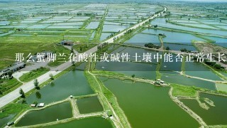 那么蟹脚兰在酸性或碱性土壤中能否正常生长