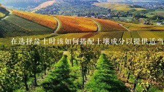 在选择盆土时该如何搭配土壤成分以提供适当的排水及养分供给