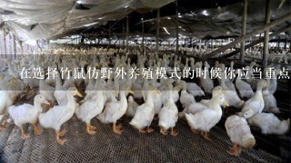 在选择竹鼠仿野外养殖模式的时候你应当重点关注哪些方面呢