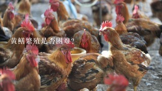 黄鳝繁殖是否困难