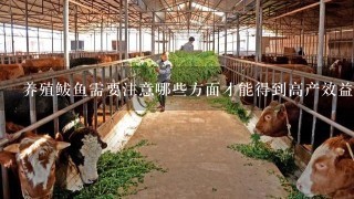 养殖鲅鱼需要注意哪些方面才能得到高产效益呢