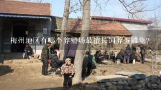 梅州地区有哪个养殖场最擅长饲养蛋雕龟