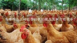 有哪些方法可以帮助我们提高泥鳅养殖效率