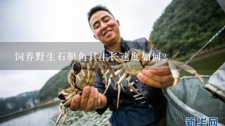 饲养野生石胆鱼其生长速度如何