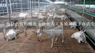 为什么有的鳝鱼无法在人工养殖环境下存活生长健康呢