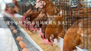 这个小型牛肉养殖场规模有多大