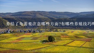 养结了龟需要注意哪些方面有哪些养殖技巧呢