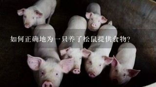 如何正确地为一只养了松鼠提供食物