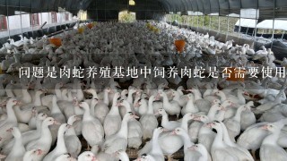 问题是肉蛇养殖基地中饲养肉蛇是否需要使用特殊的饲料