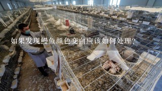 如果发现鳗鱼颜色变白应该如何处理