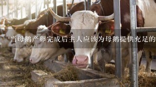 当母鹅产卵完成后主人应该为母鹅提供充足的食物和水来补充消耗掉的能量和水分此外也需要给母鹅一个安静清洁的空间休息以保持母鹅身体的健康状态并继续产卵的工作同时还需要定期观察母鹅的行为和蛋壳上的变化情况以便及时发现任何异常情况第五问母亲鹅下蛋时是否会因为进食而减少产量呢