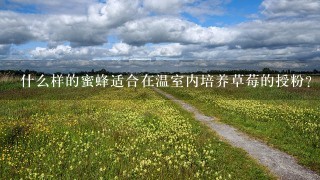 什么样的蜜蜂适合在温室内培养草莓的授粉