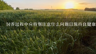 饲养过程中应特别注意什么问题以保持良健康状态