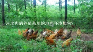 河北肉鸽养殖基地的地理环境如何