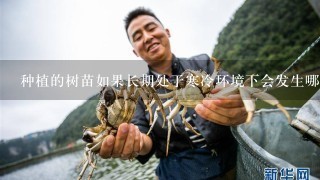 种植的树苗如果长期处于寒冷环境下会发生哪些问题