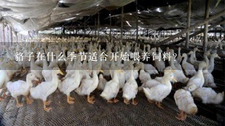 貉子在什么季节适合开始喂养饲料