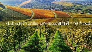 孔雀石斑Pagrillis